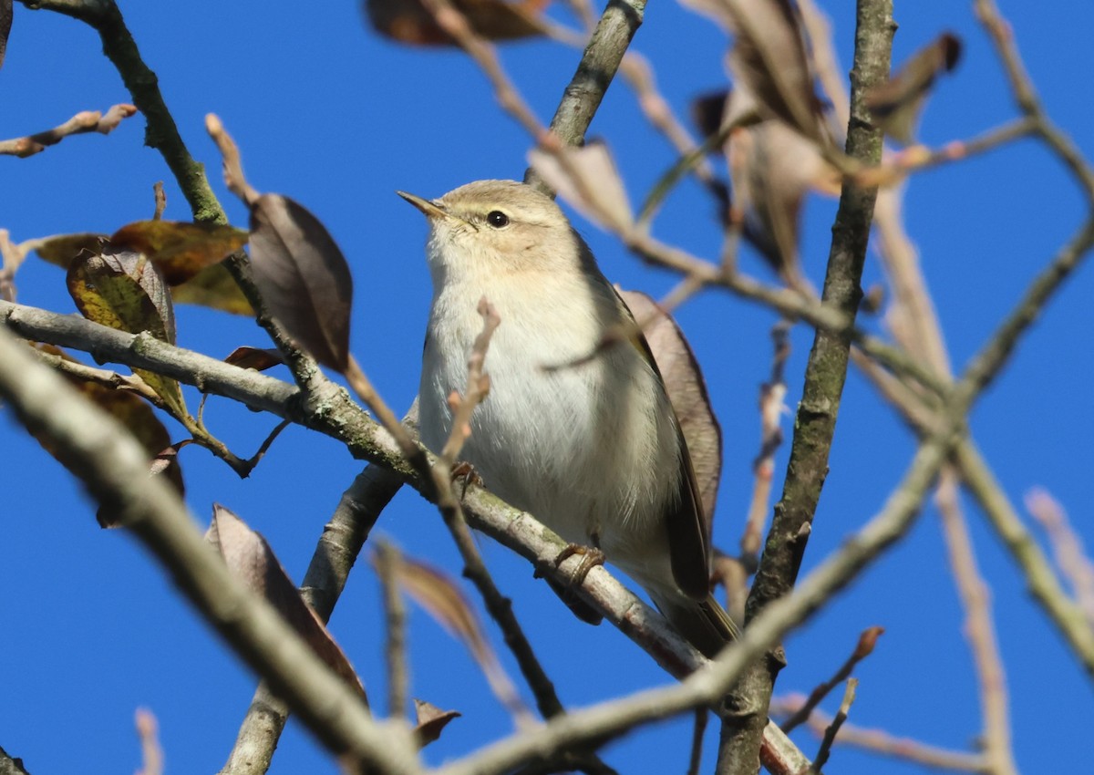 Пеночка-теньковка (tristis) - ML646291373