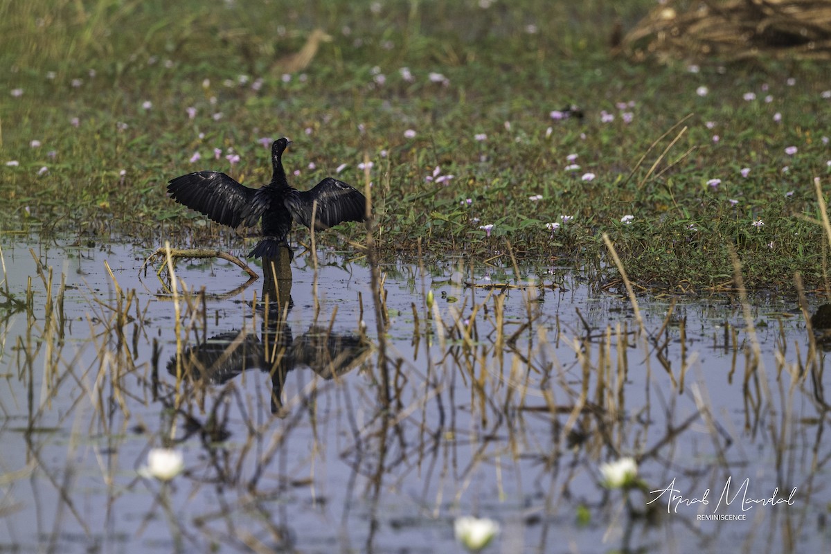 Little Cormorant - ML646291374
