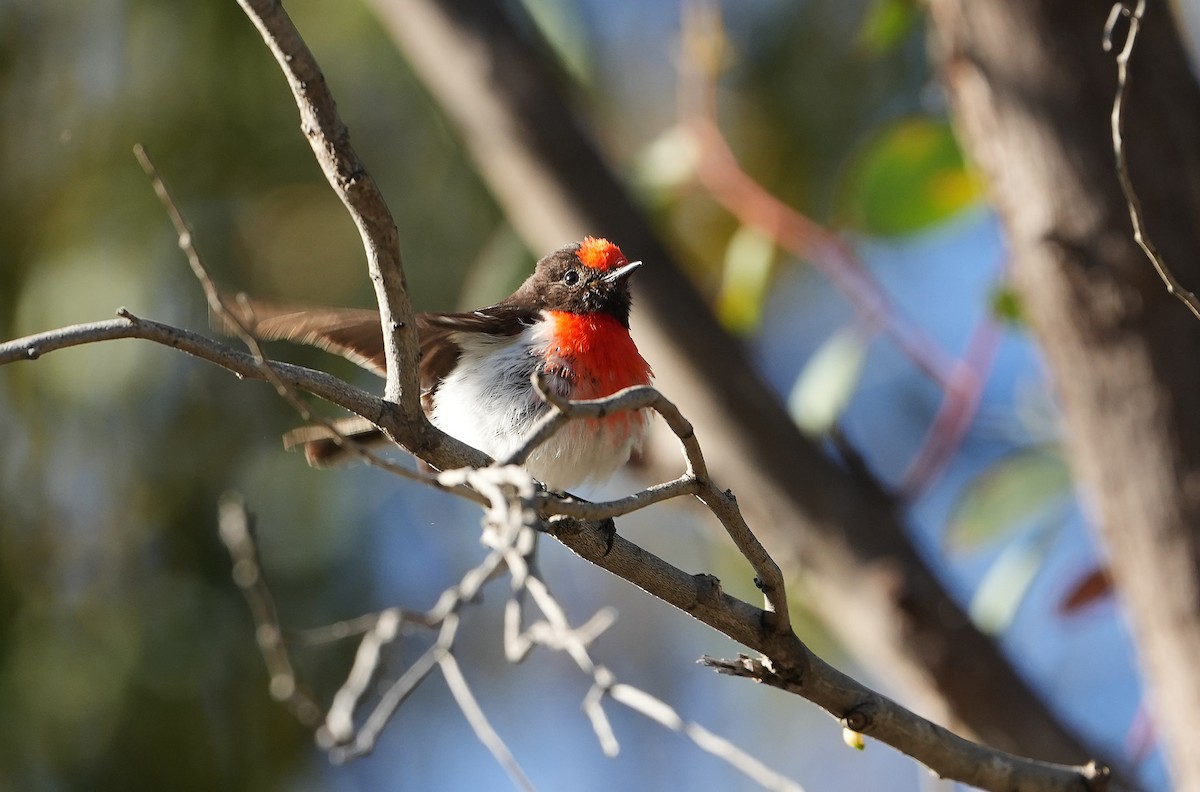 Red-capped Robin - ML646291376