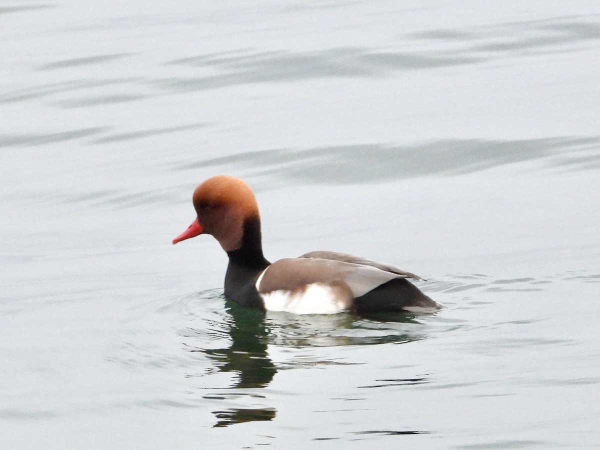 Red-crested Pochard - ML646291377