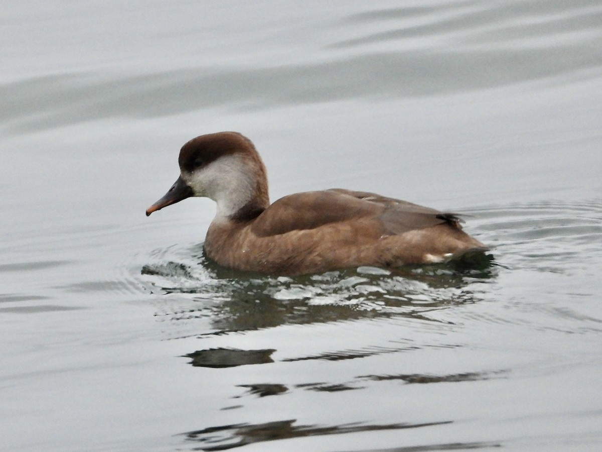 Red-crested Pochard - ML646291378