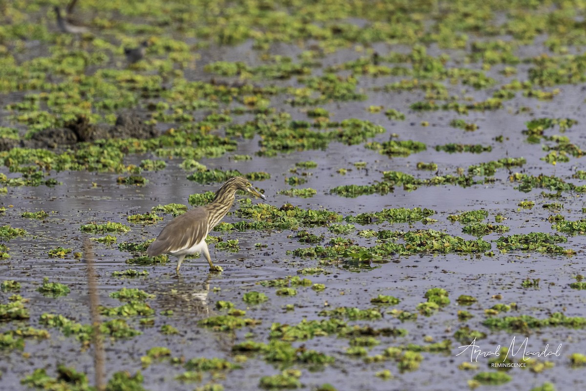 Indian Pond-Heron - ML646291379
