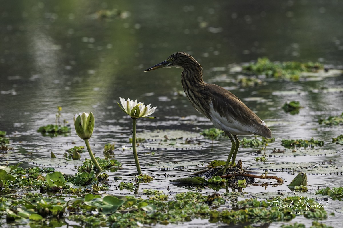 Indian Pond-Heron - ML646291380