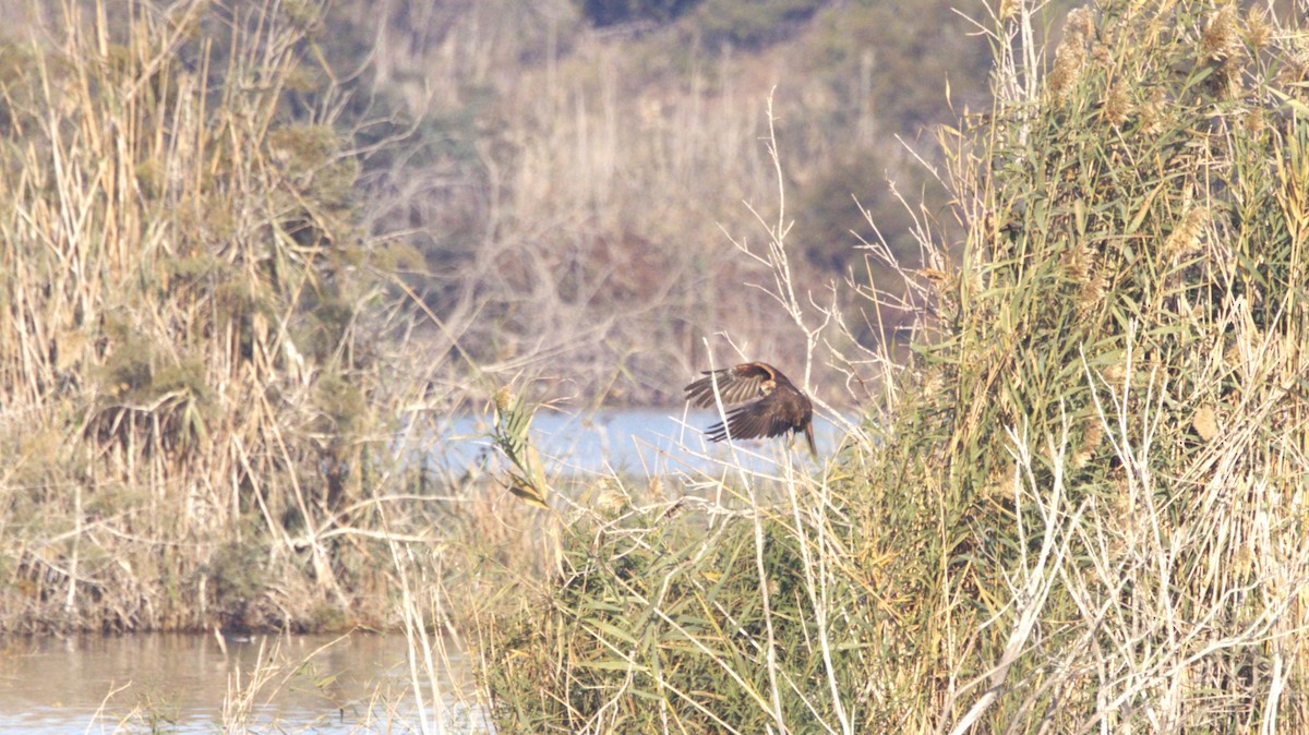 Western Marsh Harrier - ML646291381