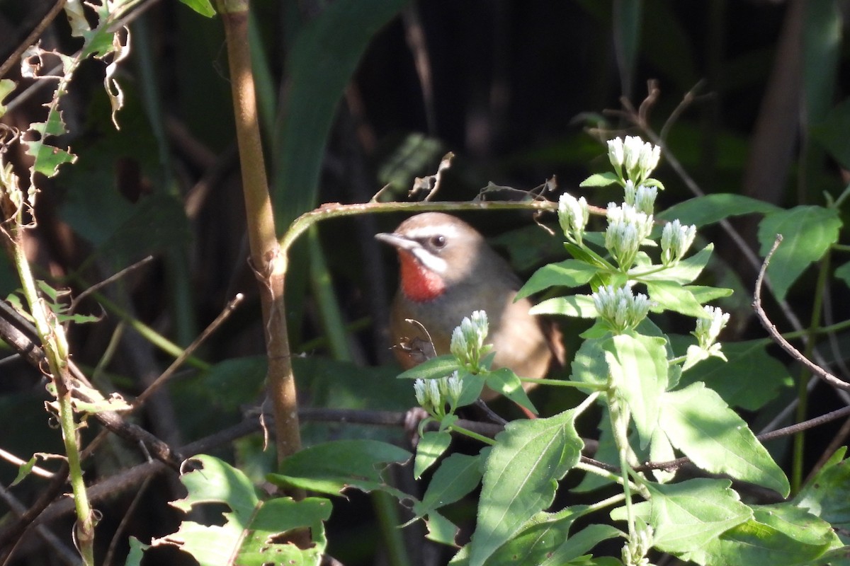 Siberian Rubythroat - ML646291382