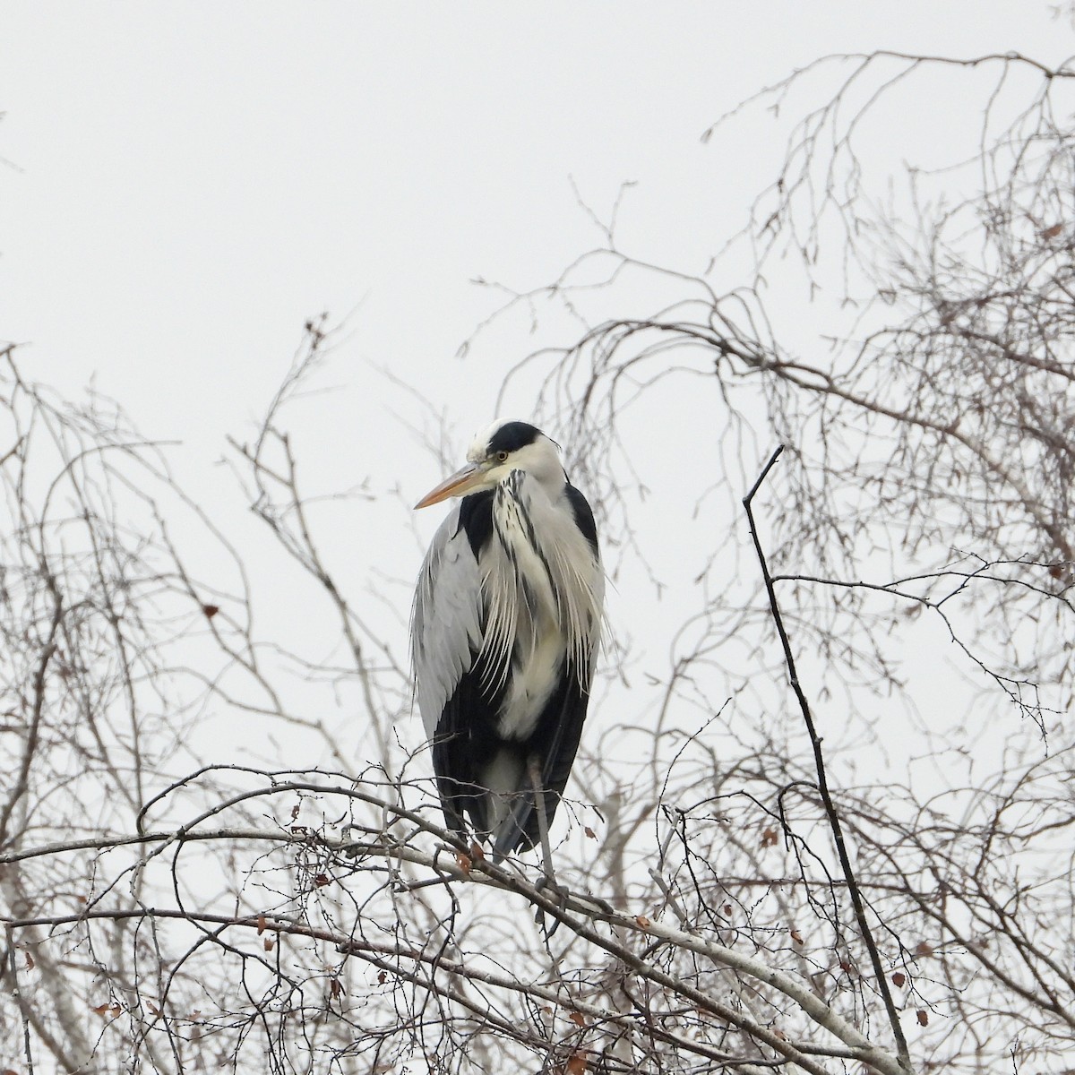 Gray Heron - ML646291383