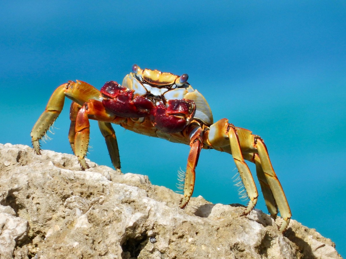 Sally Lightfoot Crab - ML646291384