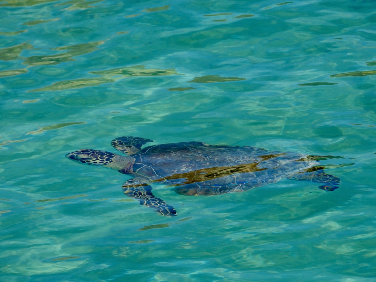 アオウミガメ - ML646291385