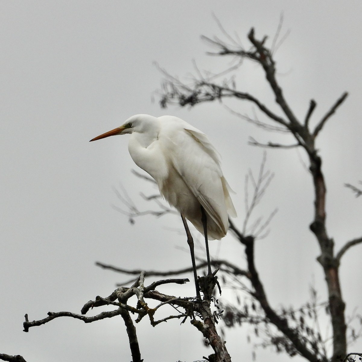 Great Egret - ML646291386