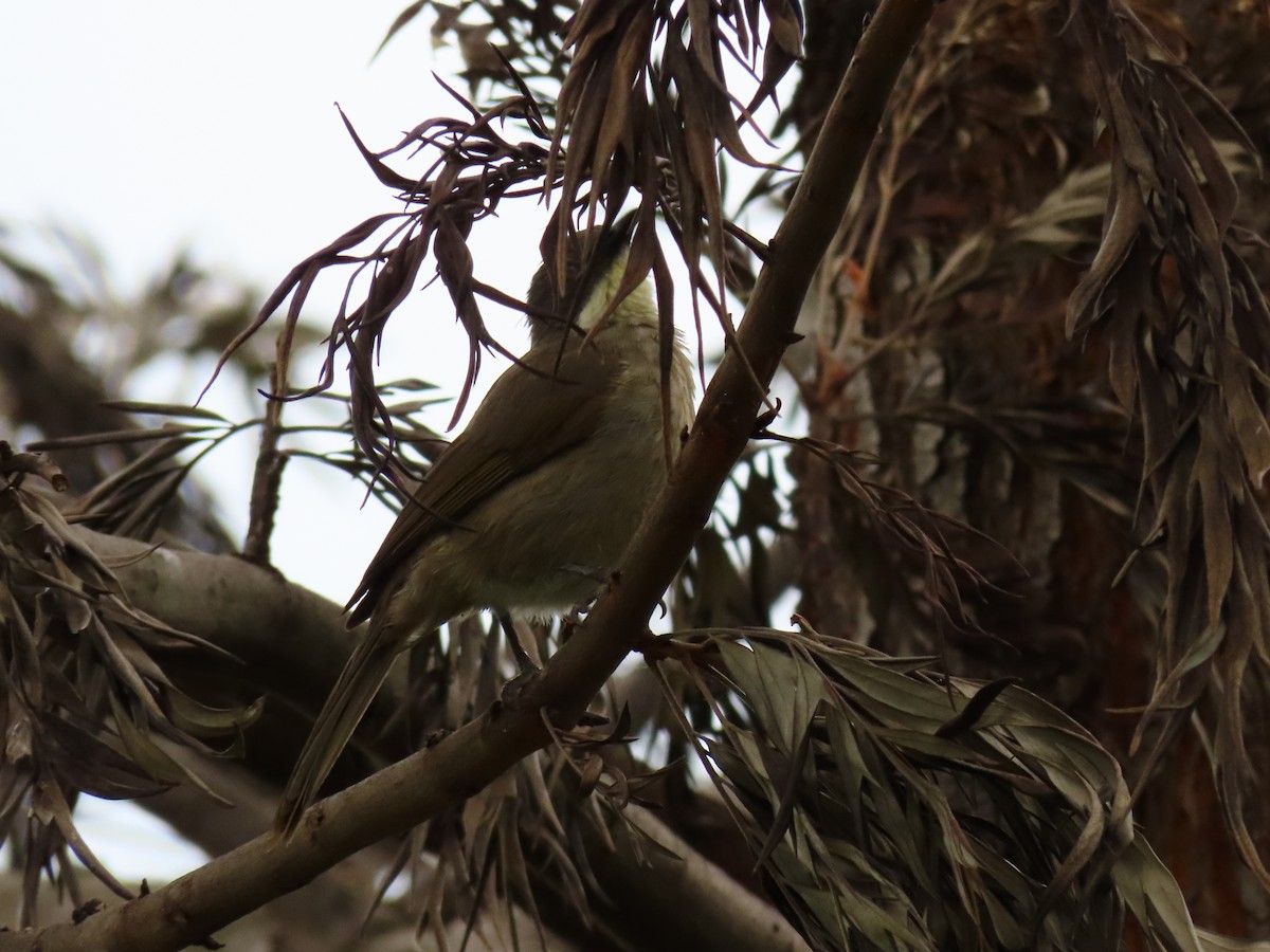 Pale-throated Greenbul - ML646291387