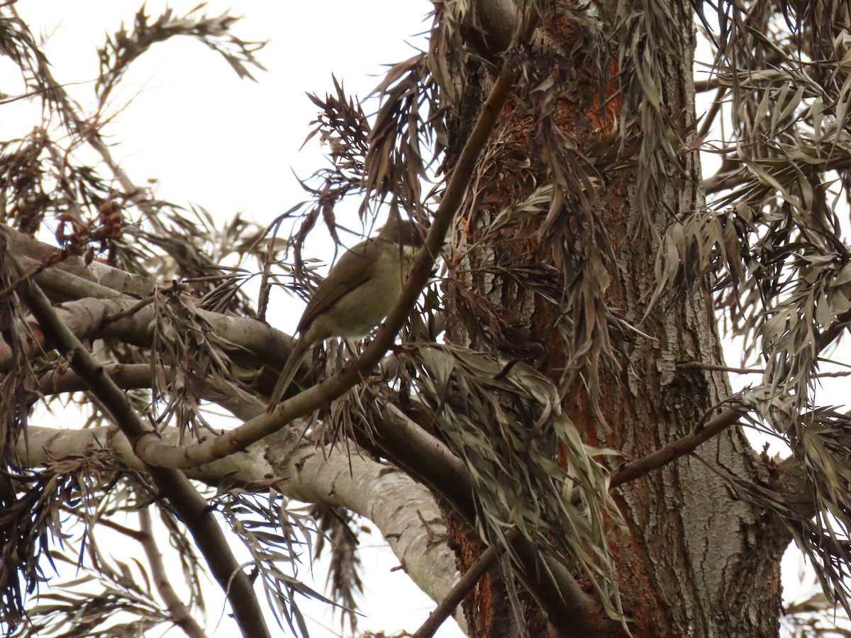Pale-throated Greenbul - ML646291388