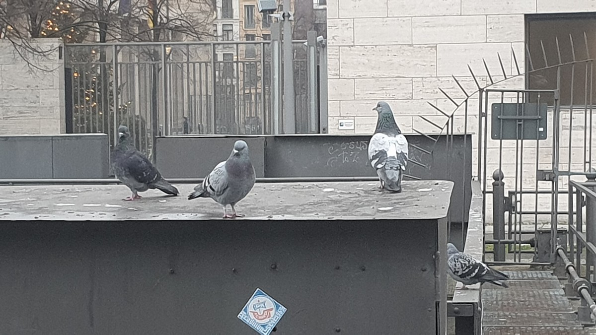 Rock Pigeon (Feral Pigeon) - ML646291389