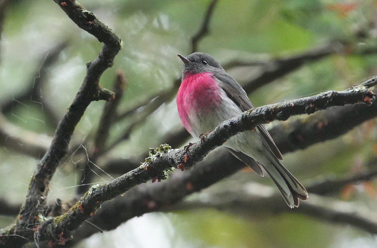 Rose Robin - ML646291390