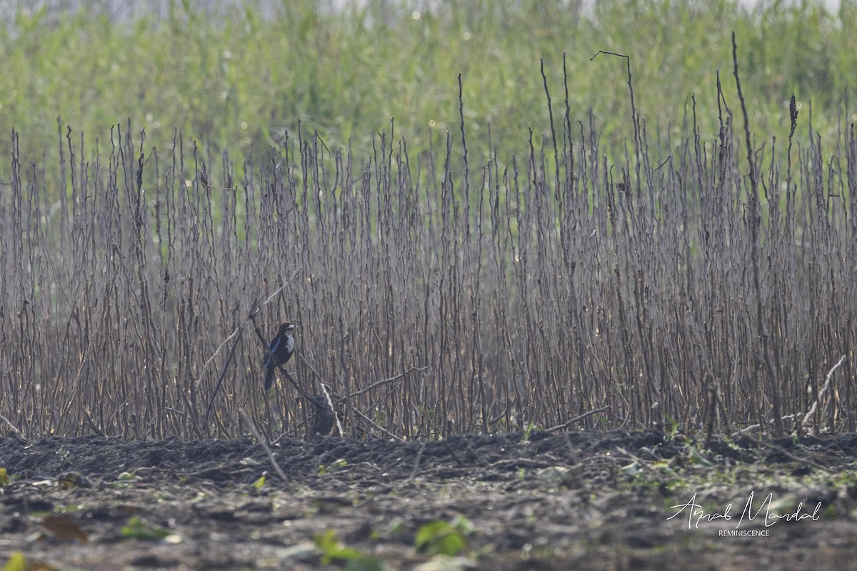 White-throated Kingfisher - ML646291391