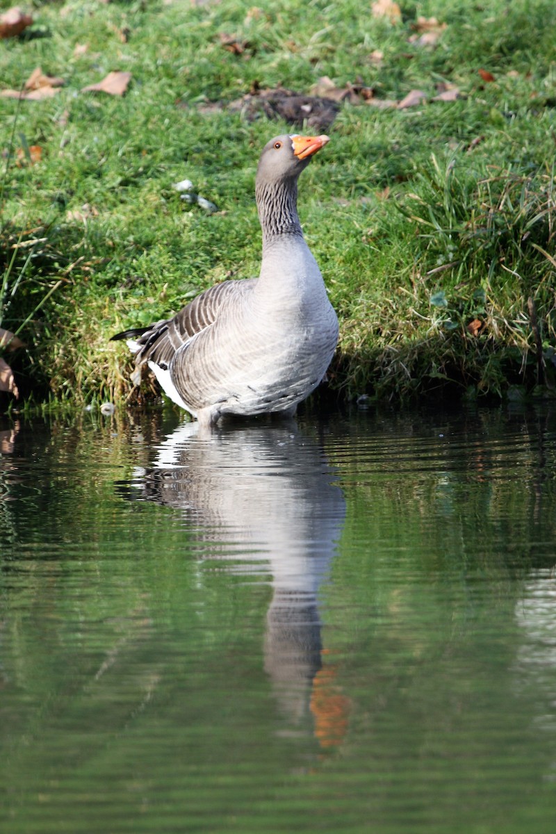 Graylag Goose - ML646291392