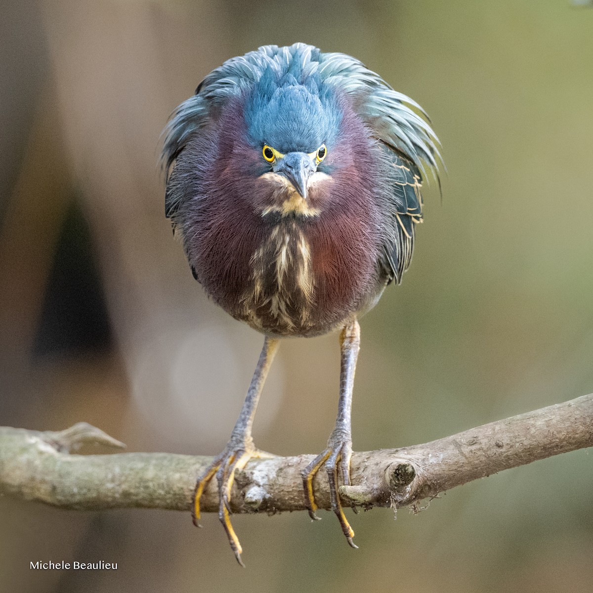 Green Heron - ML646291398