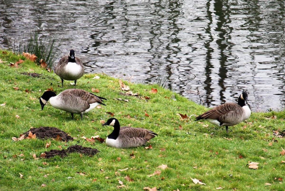 Canada Goose - ML646291399