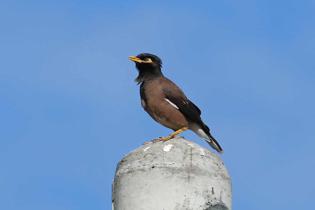 Common Myna - ML646291400