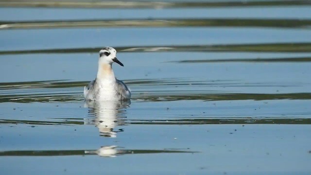 Red Phalarope - ML646291403