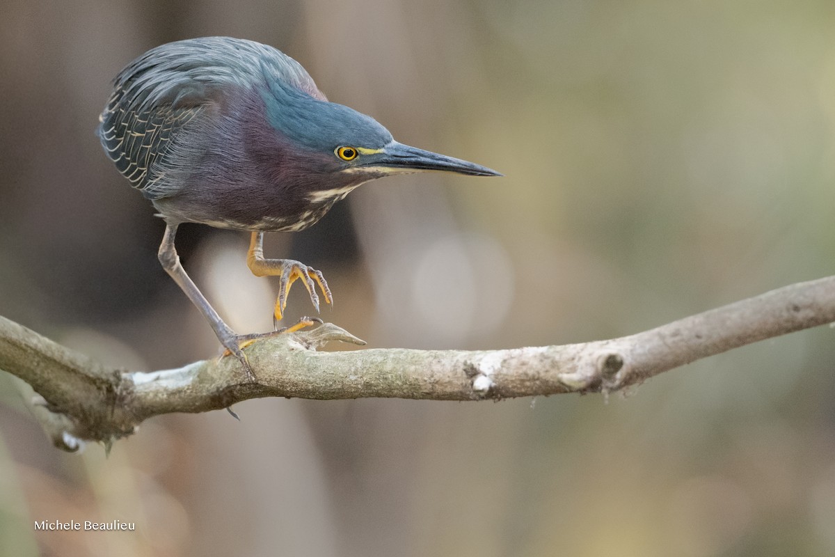 Green Heron - ML646291406