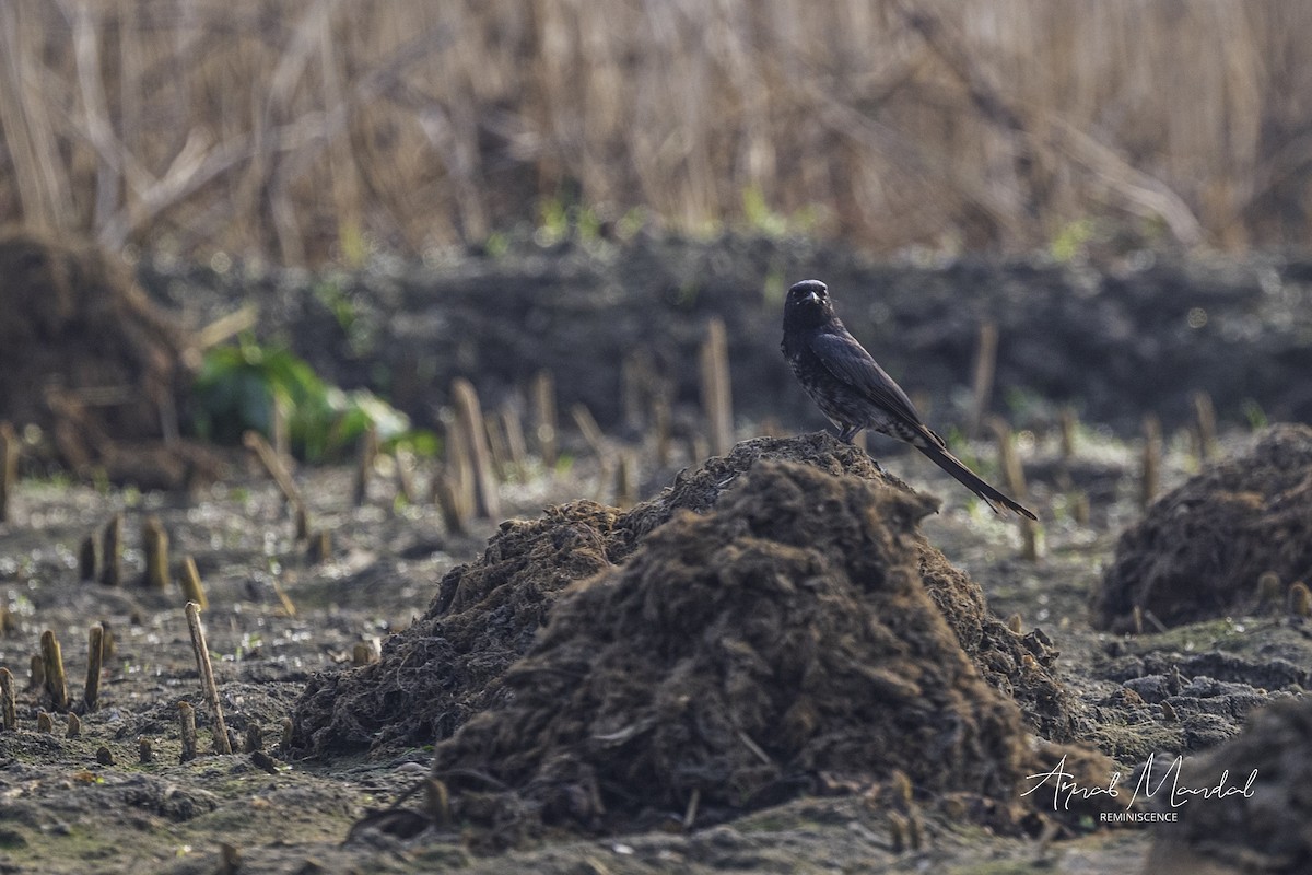 Черный дронго - ML646291407