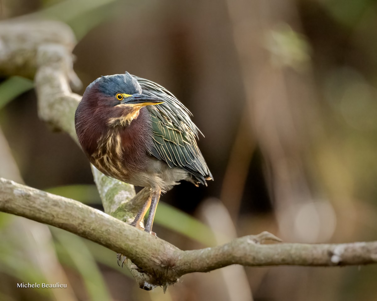 Grünreiher - ML646291409