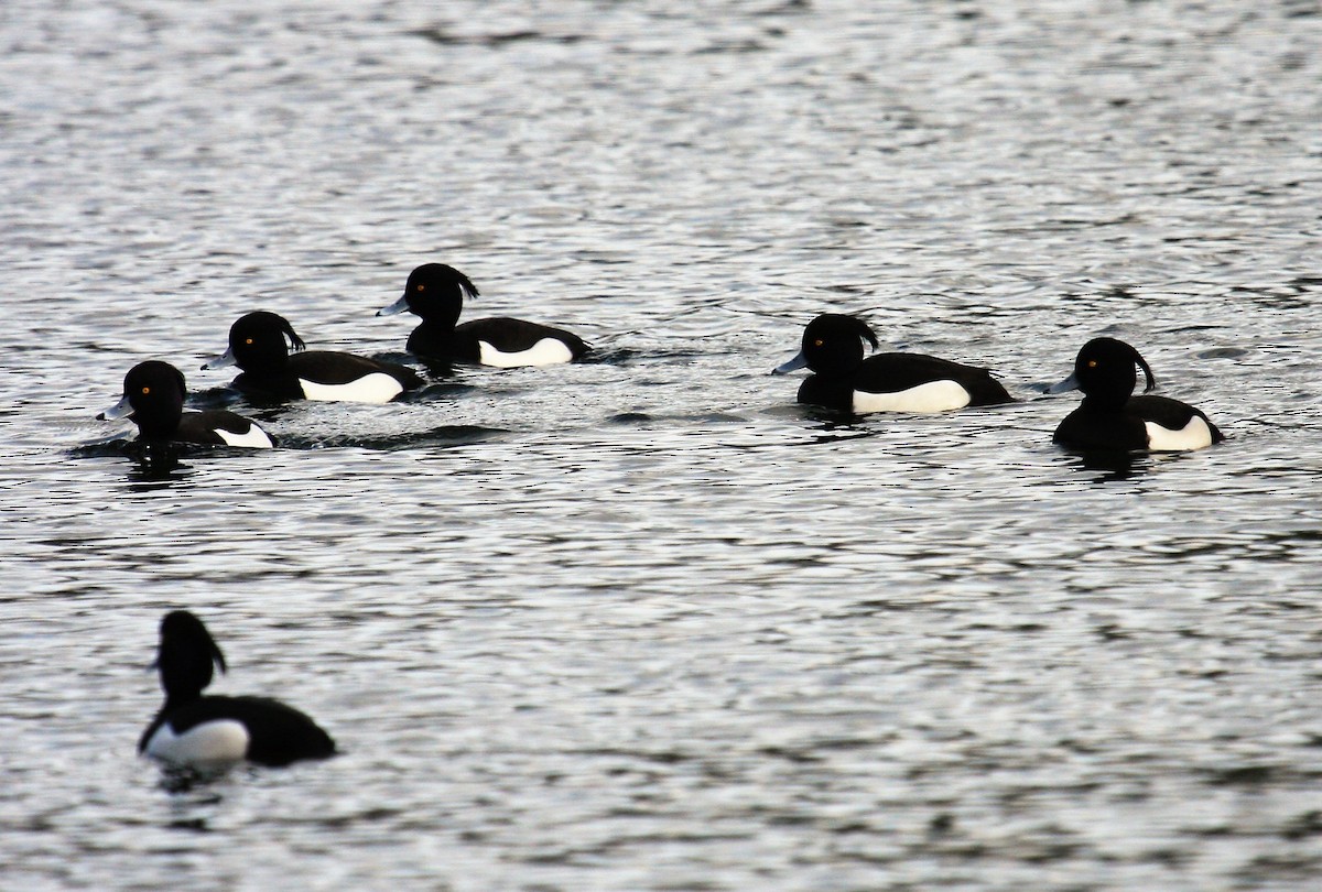 Reiherente - ML646291414