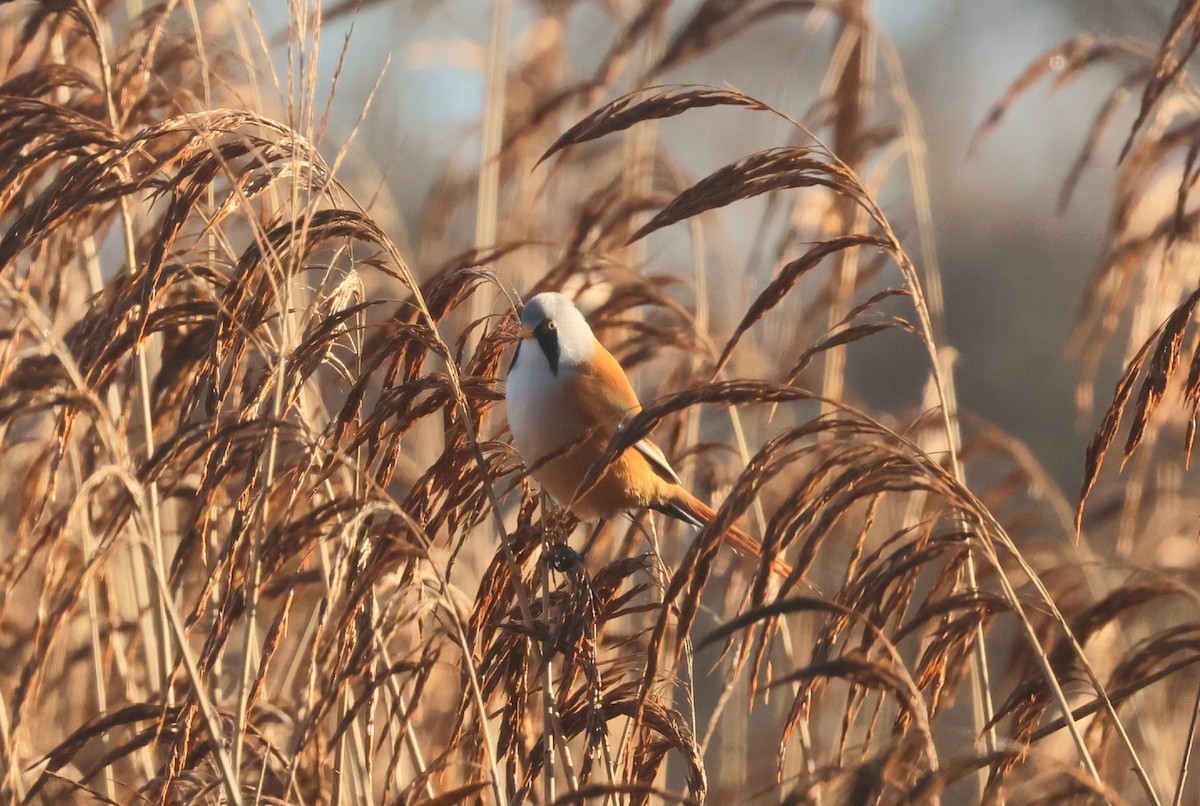 Bartmeise - ML646291416