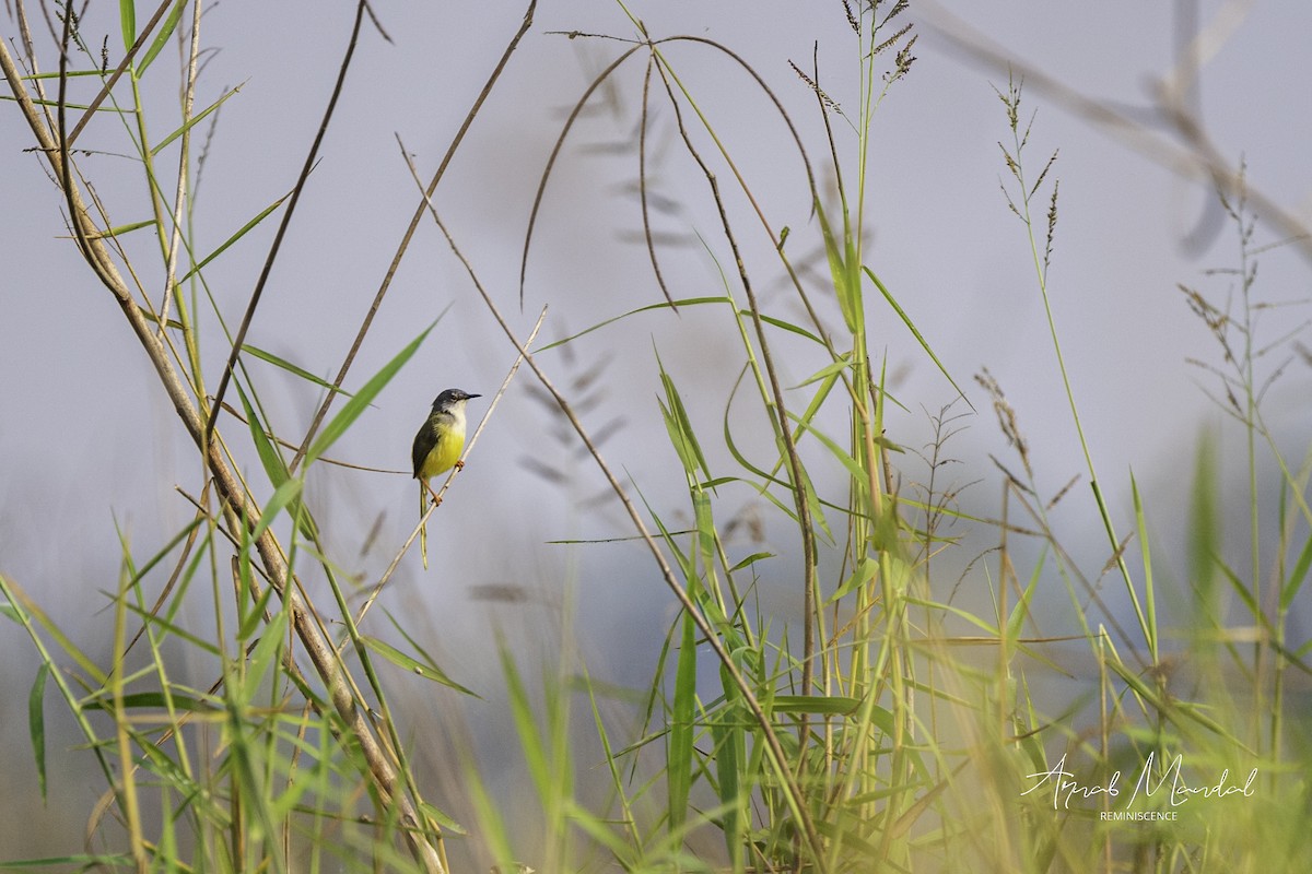 Gelbbauchprinie - ML646291419