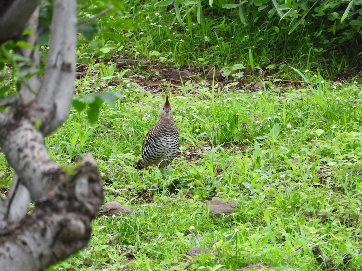 Bindenwachtel - ML646291420