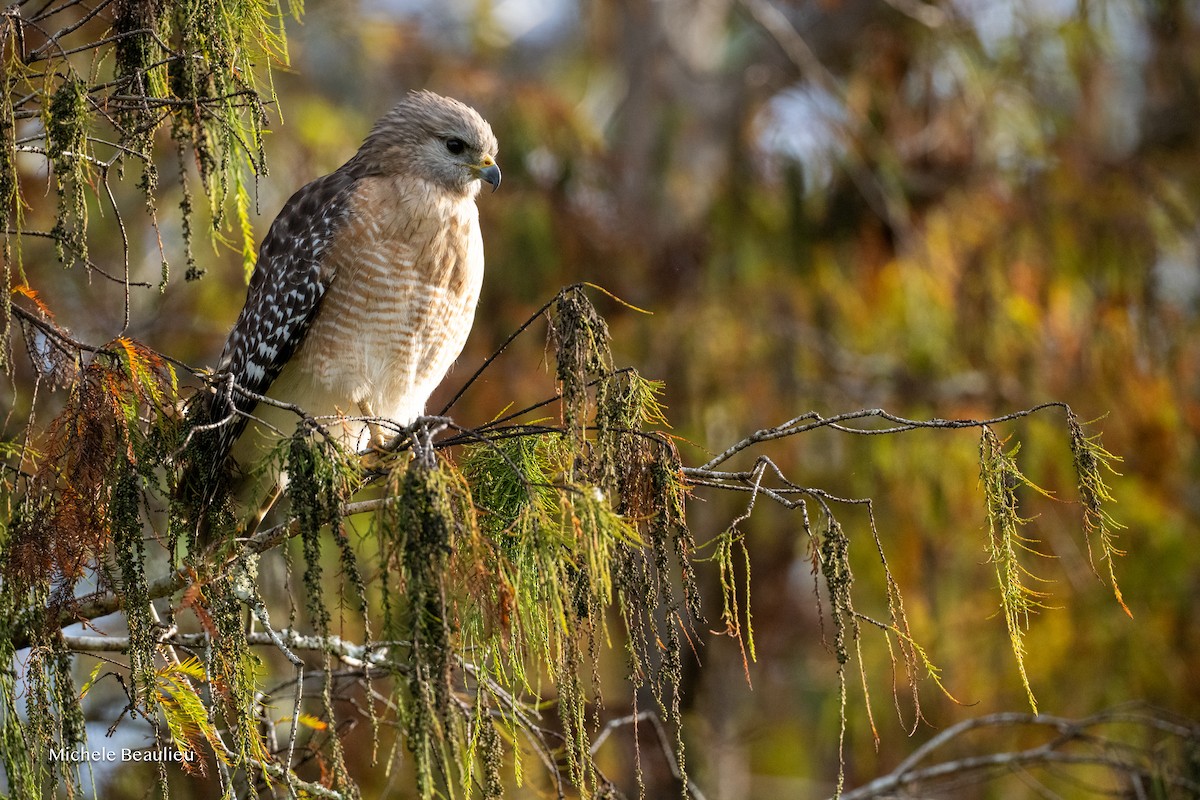 Rotschulterbussard - ML646291422