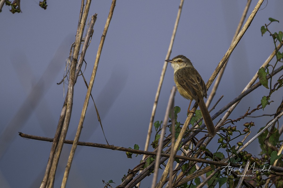 Schlichtprinie - ML646291423