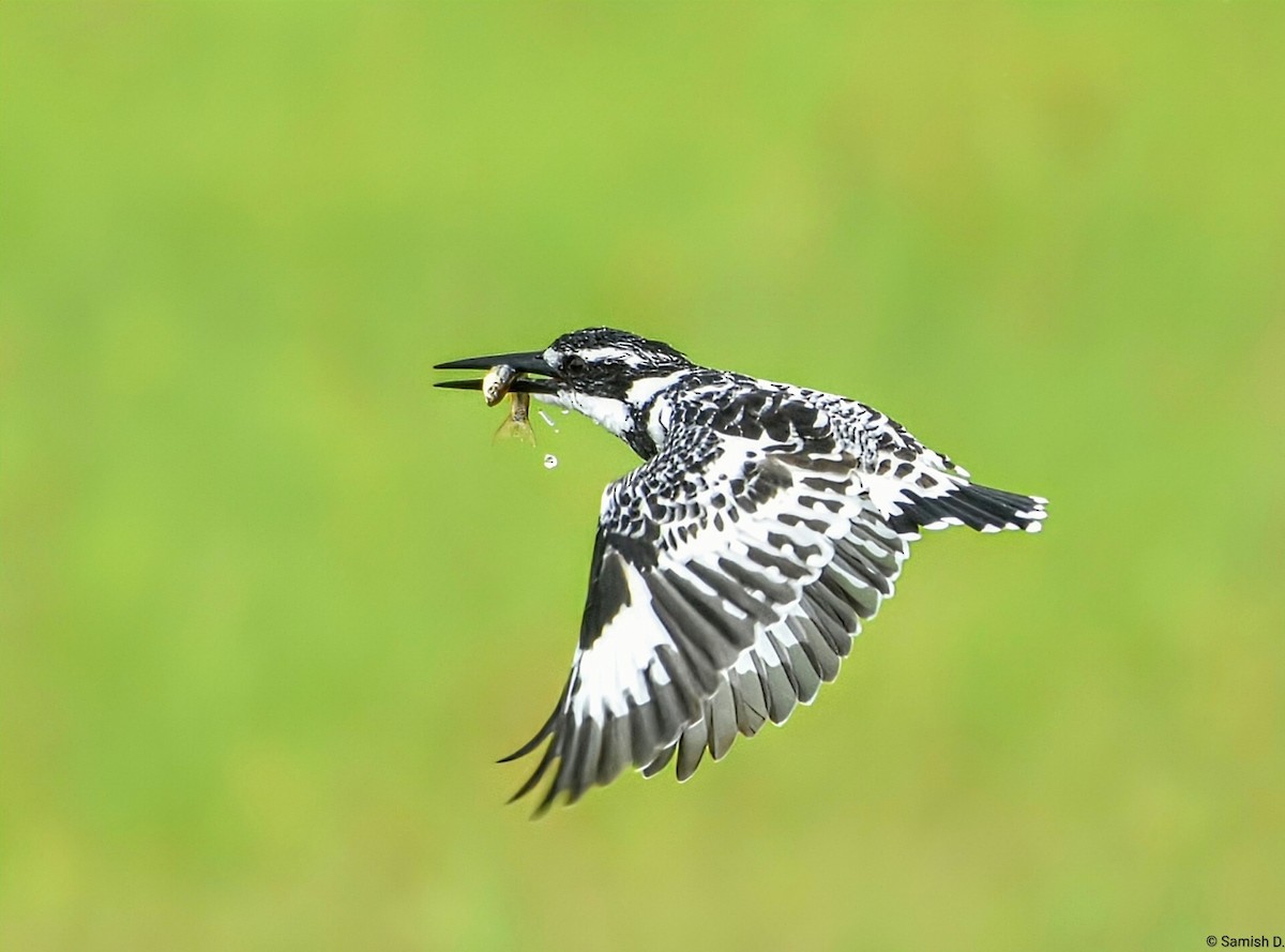 Graufischer - ML646291425