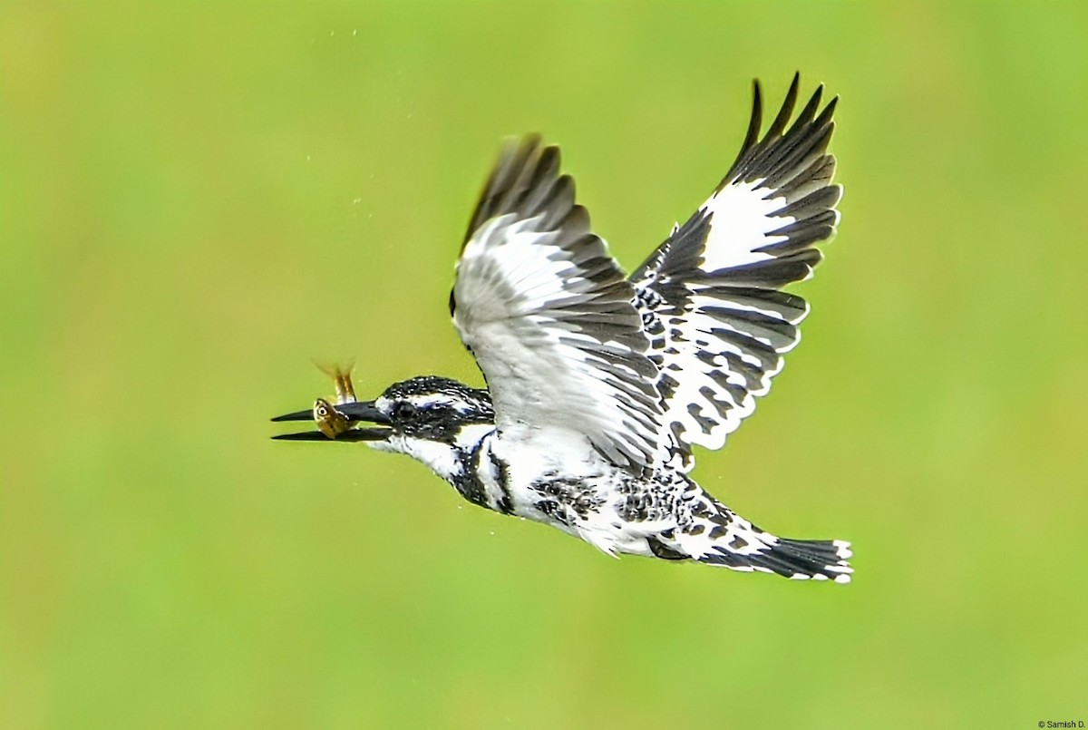 Graufischer - ML646291426