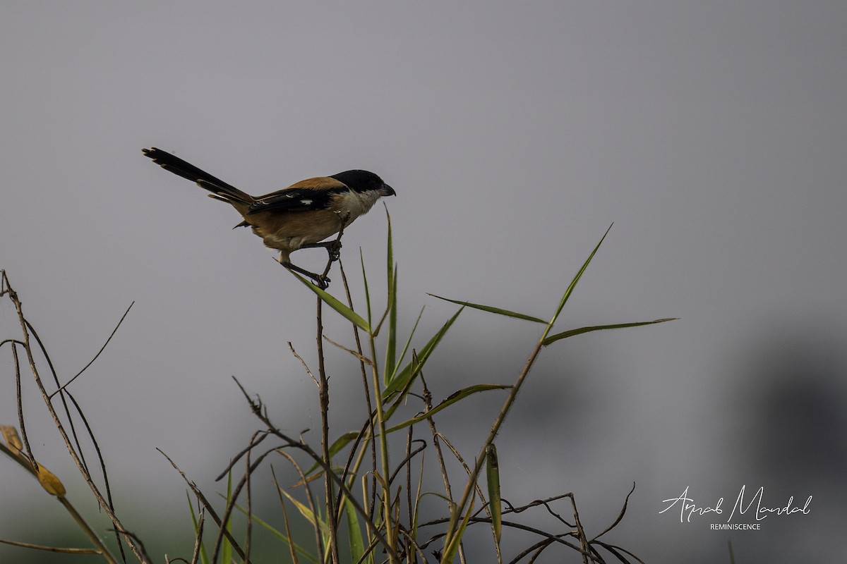 Schachwürger - ML646291427