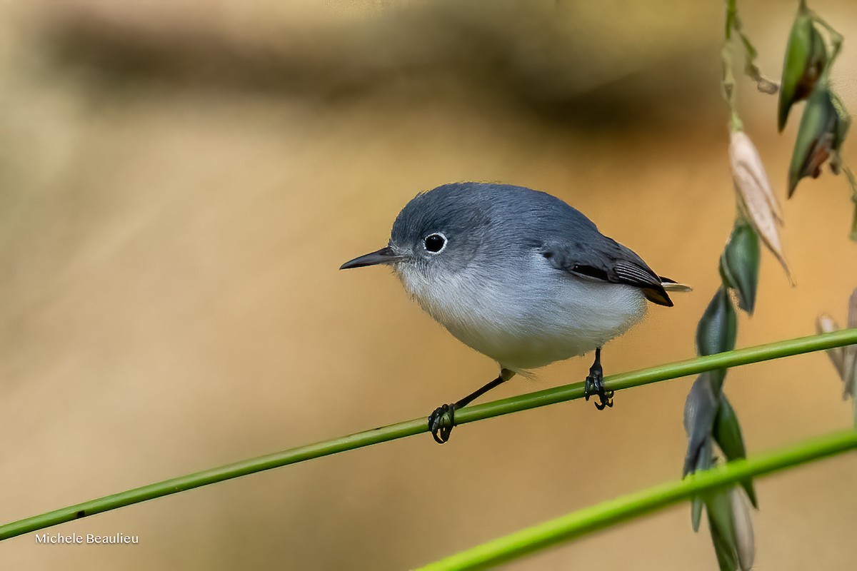 Blaumückenfänger - ML646291428