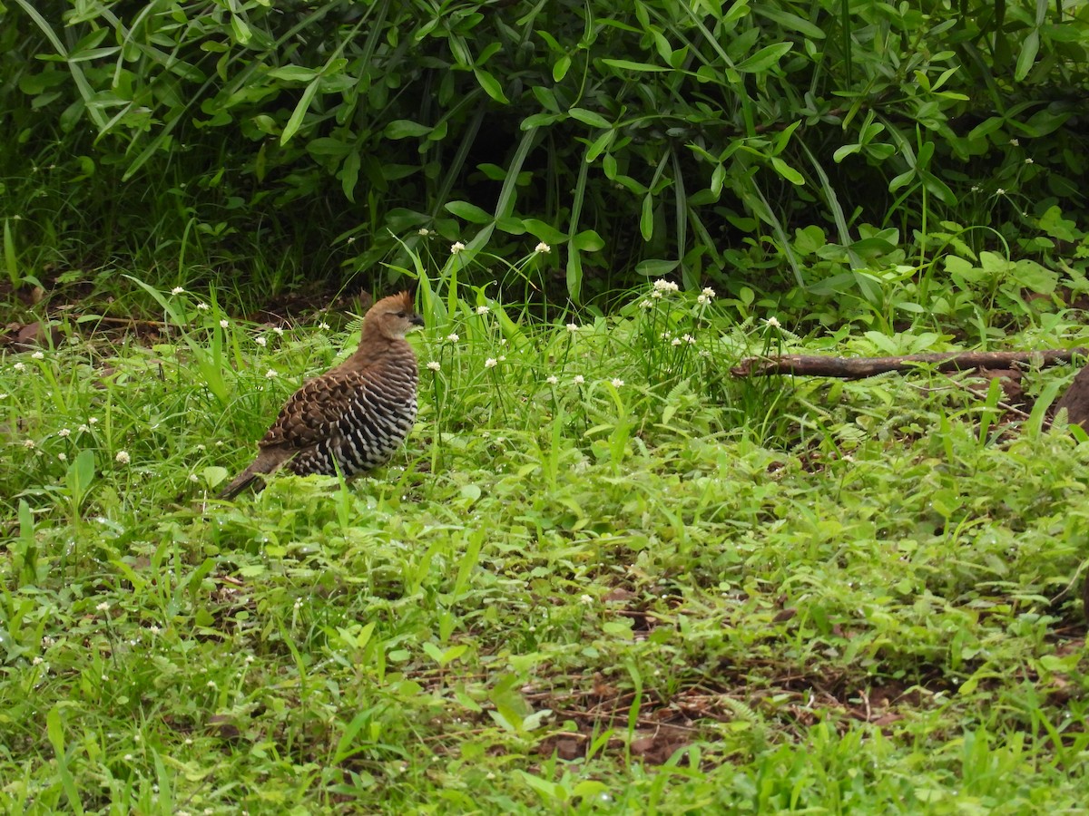 Bindenwachtel - ML646291429