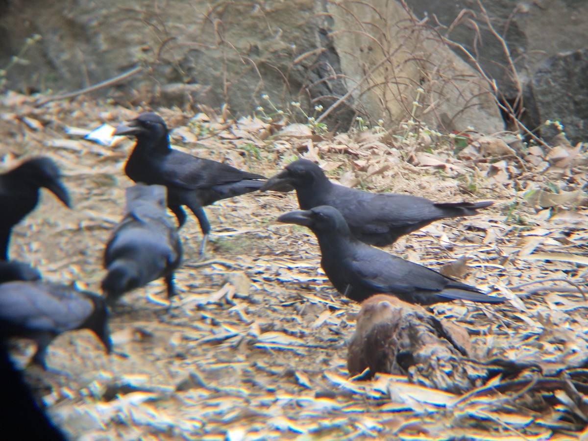 Dschungelkrähe (Indien-Dschungelkrähe) - ML646291430