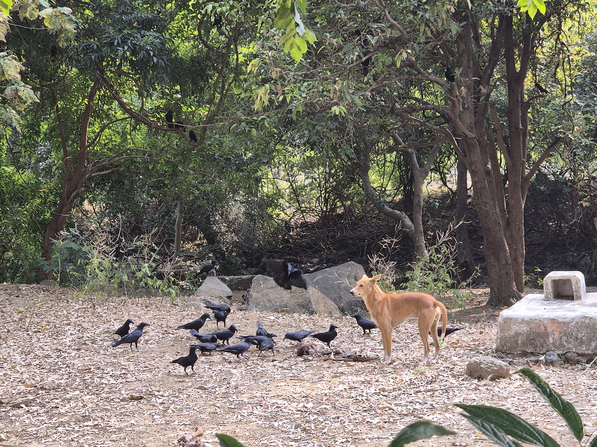 Dschungelkrähe (Indien-Dschungelkrähe) - ML646291431