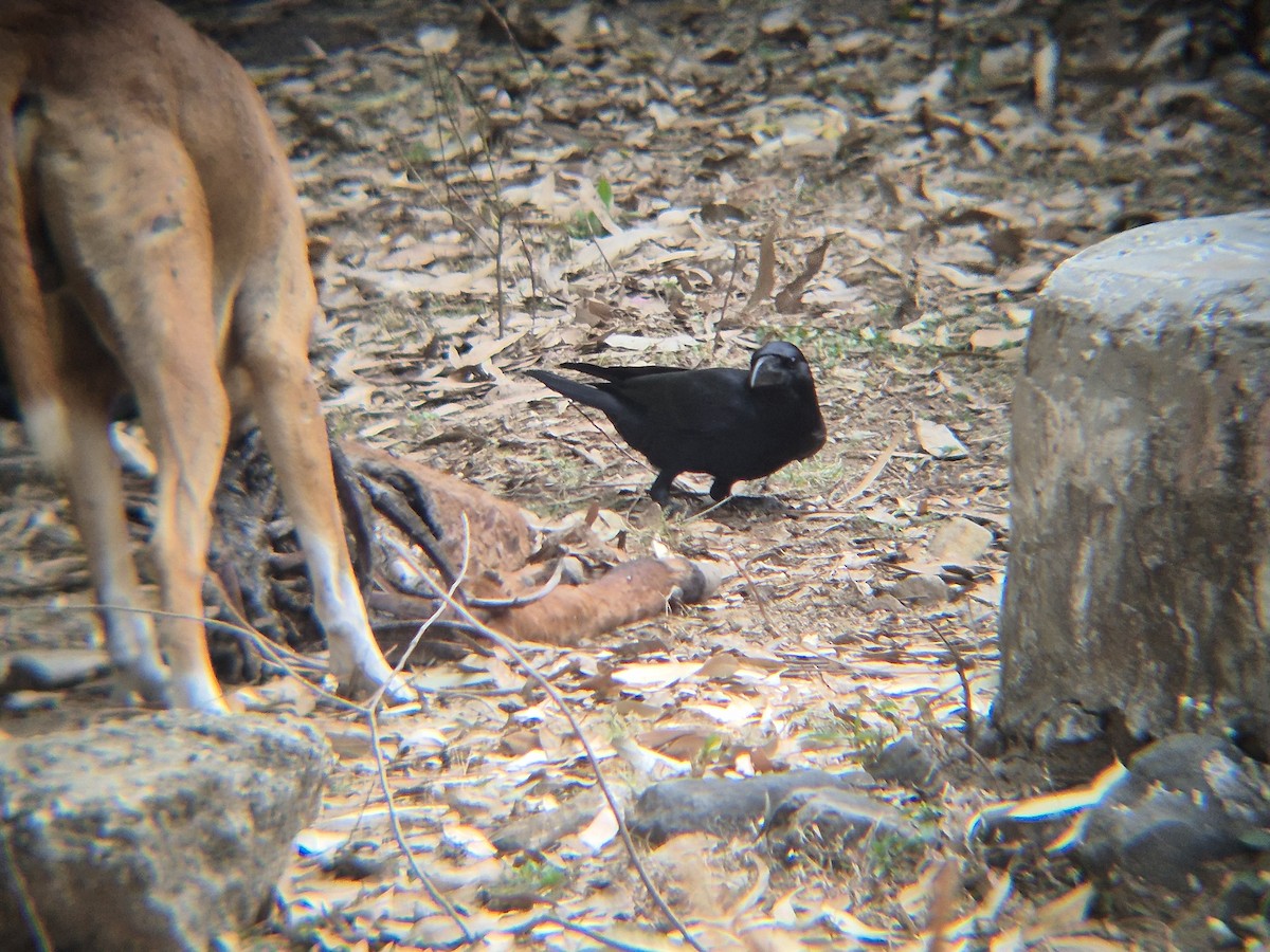 Dschungelkrähe (Indien-Dschungelkrähe) - ML646291432