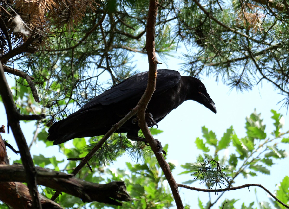 Kolkrabe - ML646291433