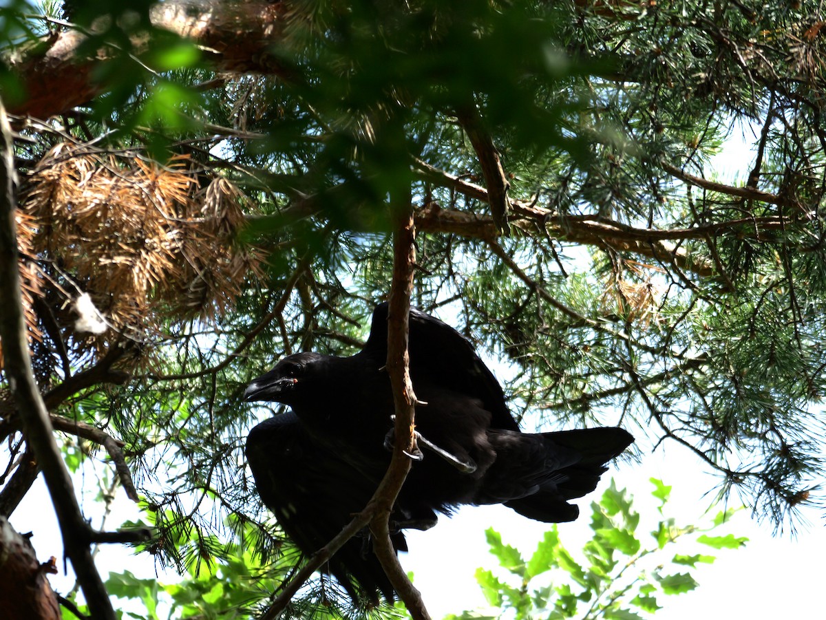 Kolkrabe - ML646291434