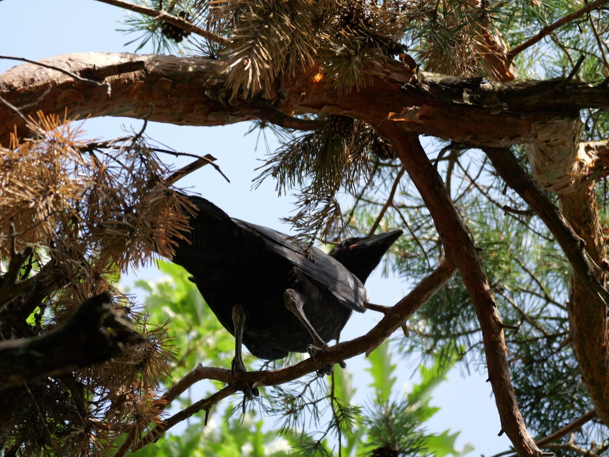 Kolkrabe - ML646291435