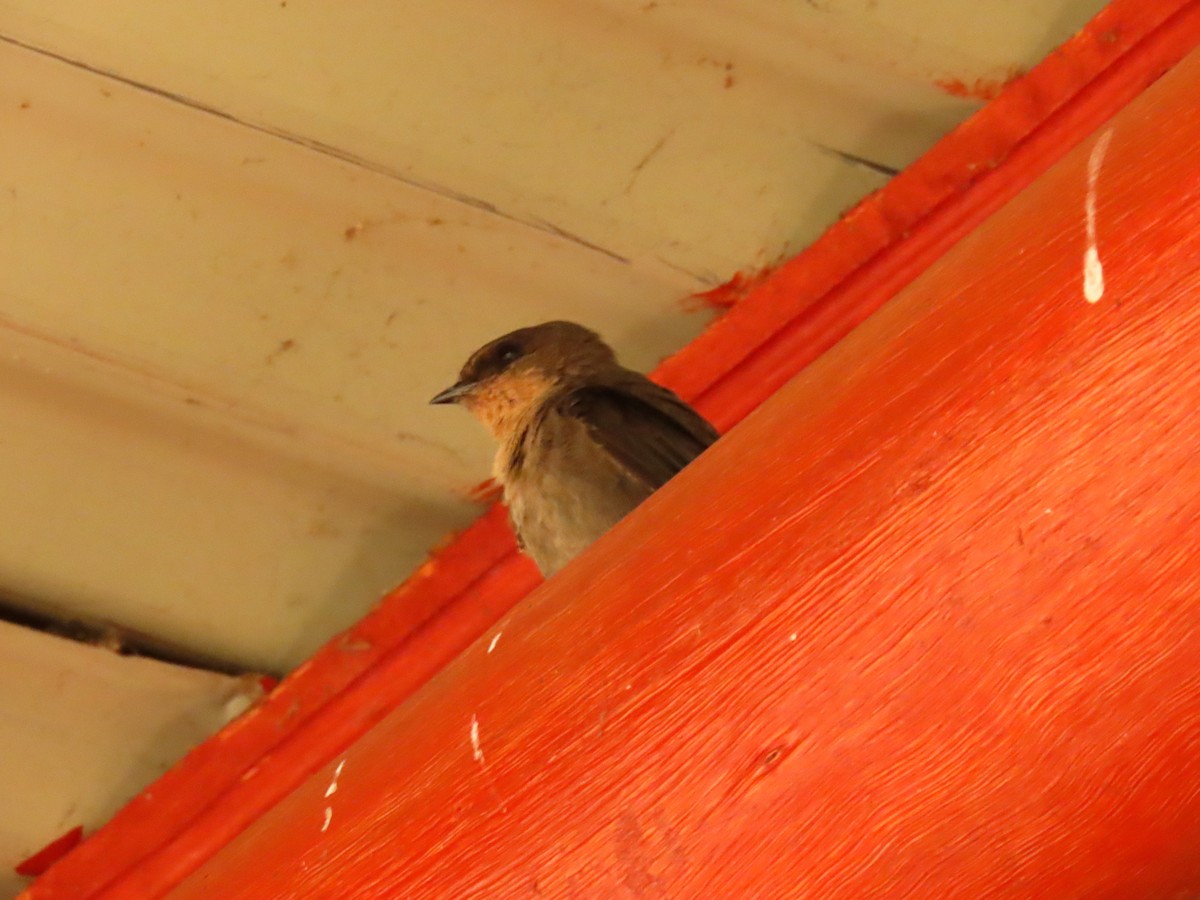 Plain Martin - ML646291437