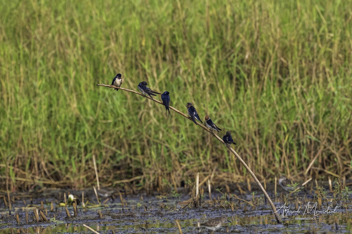 Braunscheitelschwalbe - ML646291440