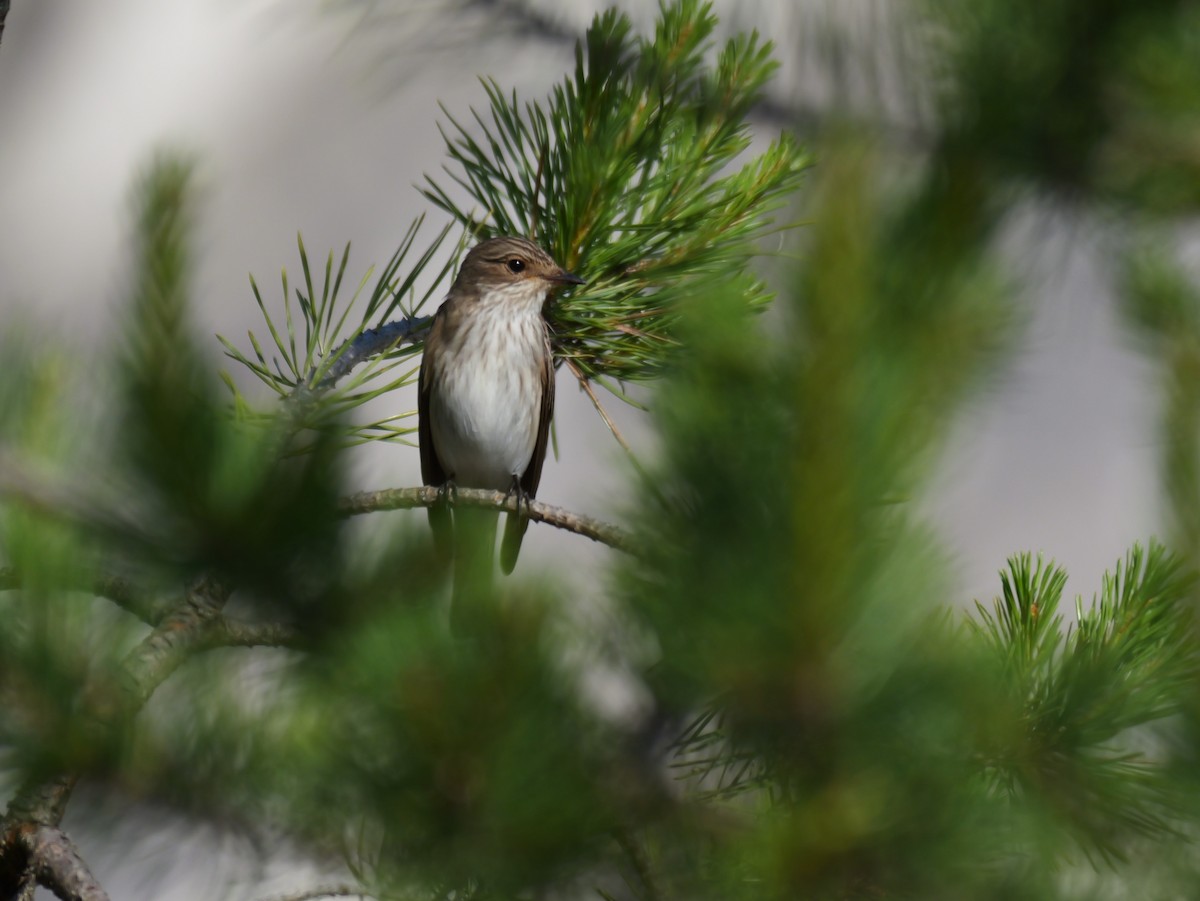 Grauschnäpper - ML646291442