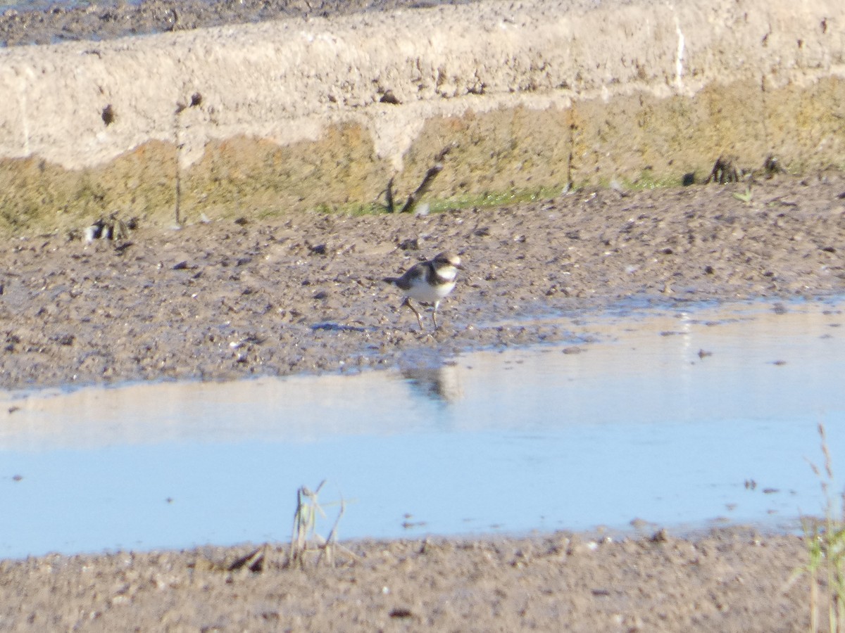 Flussregenpfeifer - ML646291443