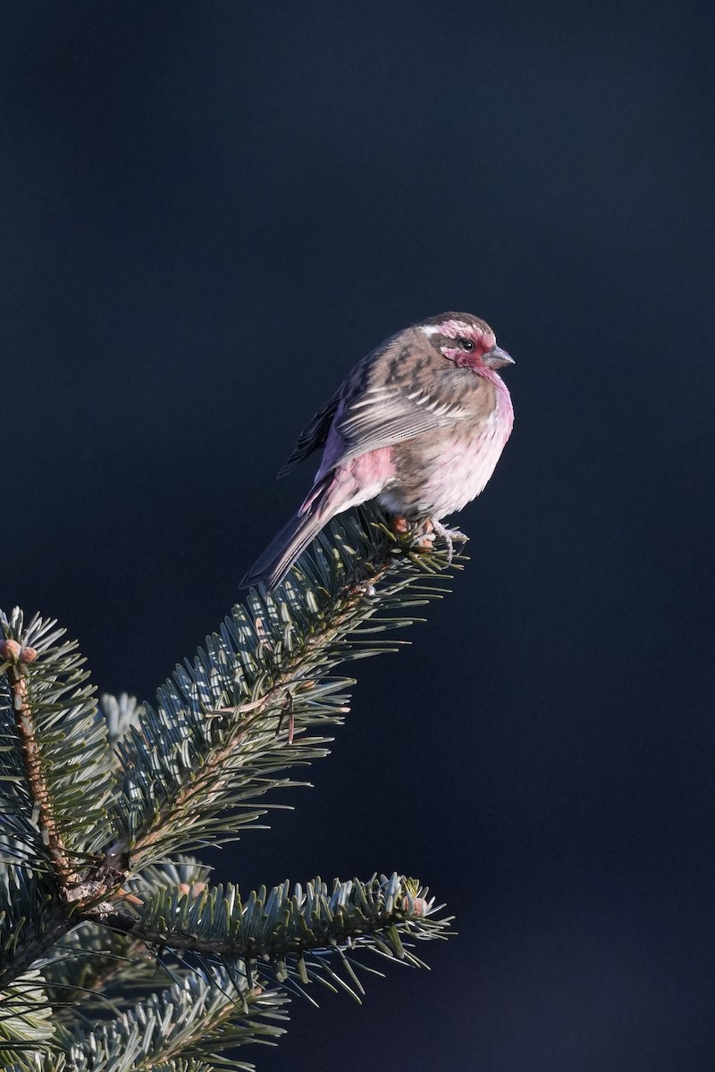 Himalayan White-browed Rosefinch - ML646291445