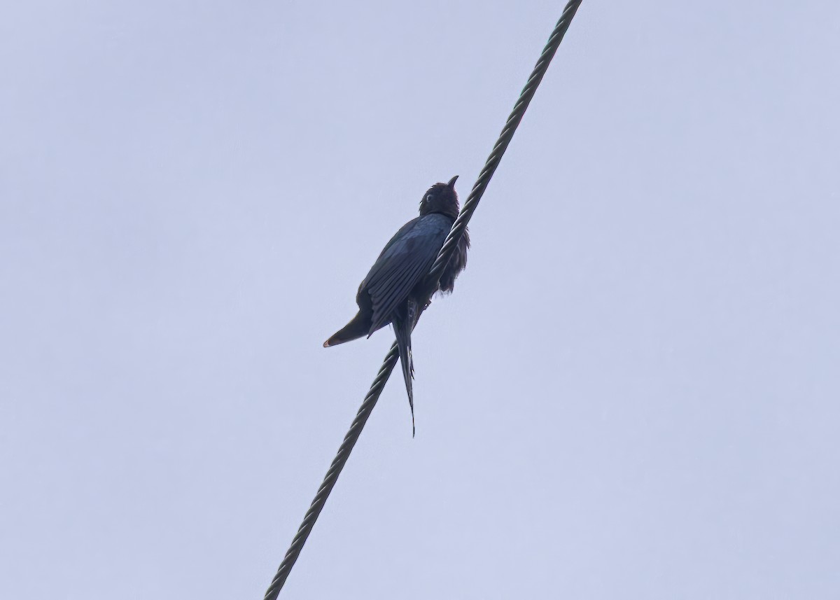 Fork-tailed Drongo-Cuckoo - ML646291447