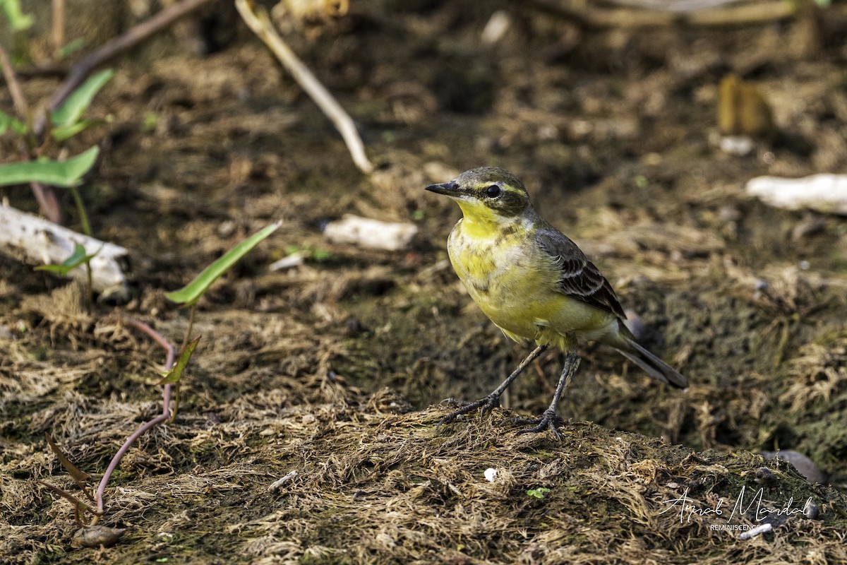 Citrine Wagtail - ML646291449